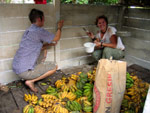 Barbara and Pip paint the feeding storeroom