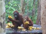 Juvenile orangutan uses bananas as a stool