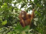 Juvenile orangutan climbing in trees