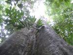 Looking directly up a giant tree