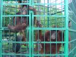 Two orangutans in cages