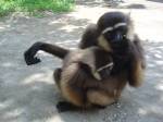 These gibbons were also rehabilitated by the Foundation