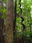 Vines climbing up established trees to reach the light