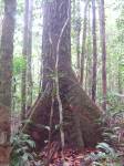 Buttress roots triangulate from a tree trunk